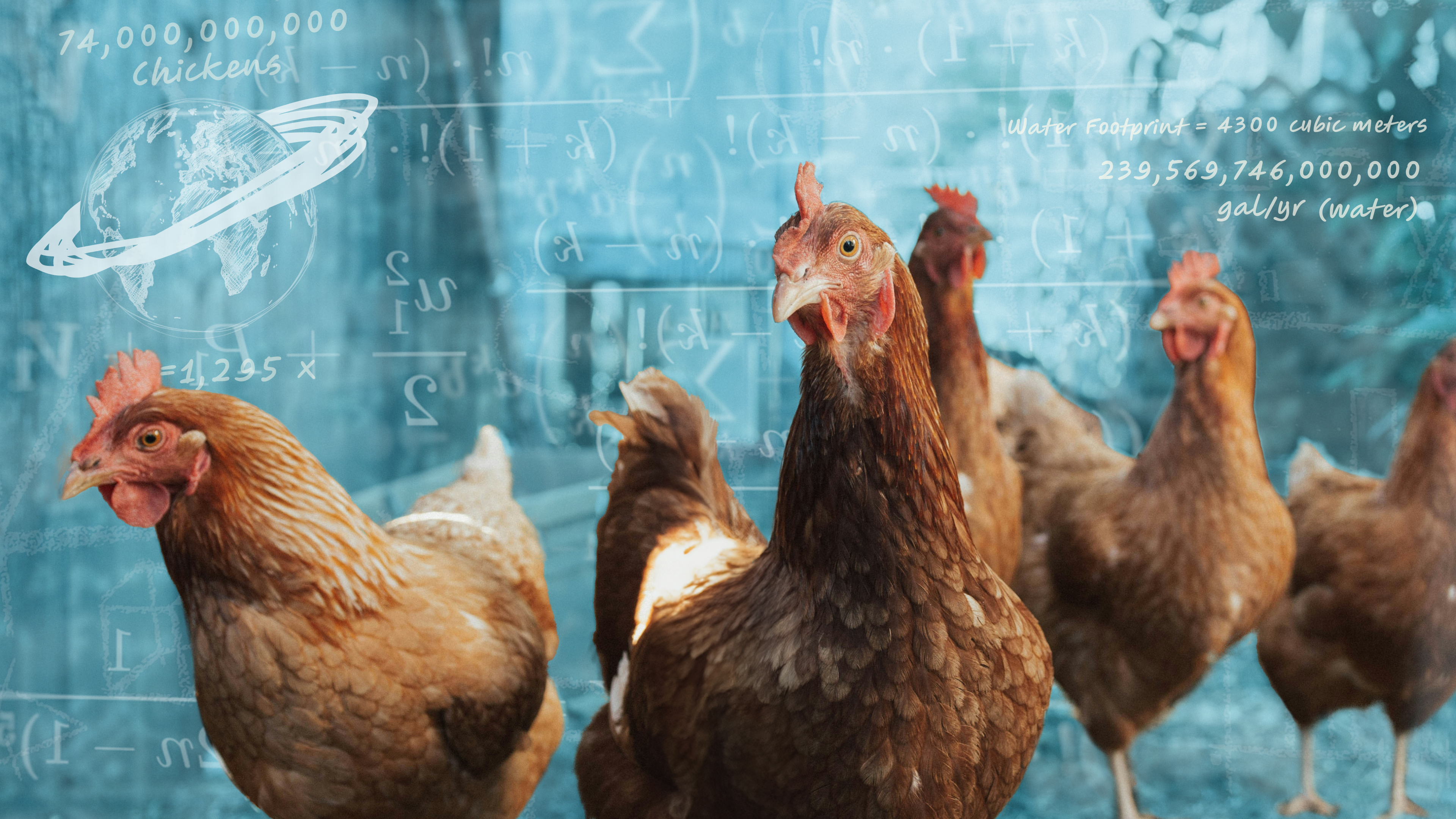 Chicken Math: The impact of conventional meat production