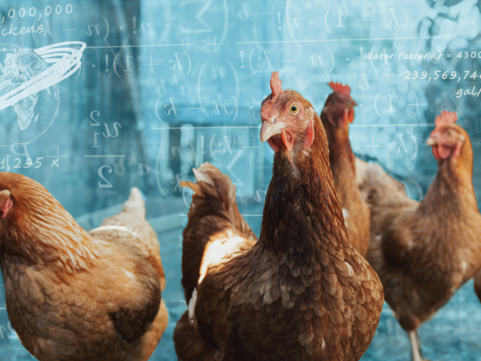 Chicken Math: The impact of conventional meat production