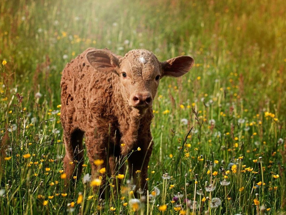States are working to ban cultivated meat. Here’s how to get involved.
